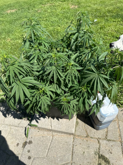 90D9BF6B-FEE0-4D5D-86BE-73D8F2E38B9D