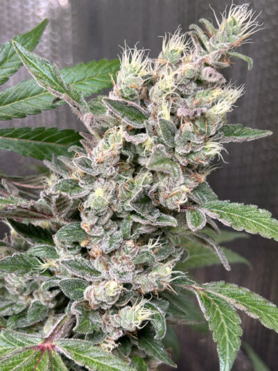 3DD48CA2-674A-4F20-A484-986F52A42759