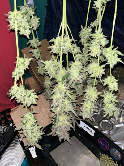 870434FF-ADAC-43C2-86CE-2B265DD28C90