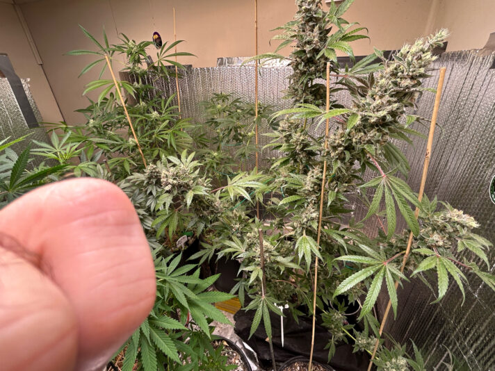 8162AFA4-666E-4786-A9E4-CF0594DECF44