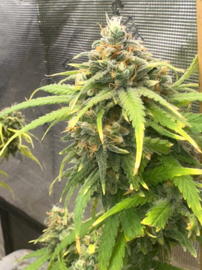 9986645C-84F2-49A2-B60E-60AD02FC5E78