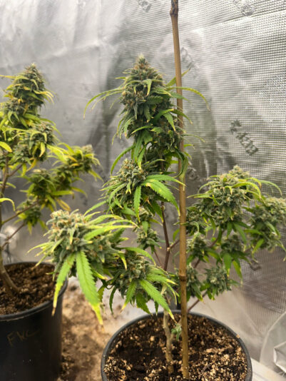 EB1EAF63-7C4D-4B67-AF4C-21C30BD8B979