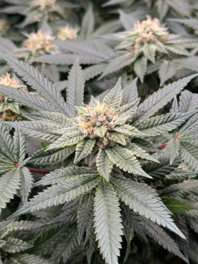 B045E833-FF23-41E5-8911-E52F9A67D5E3