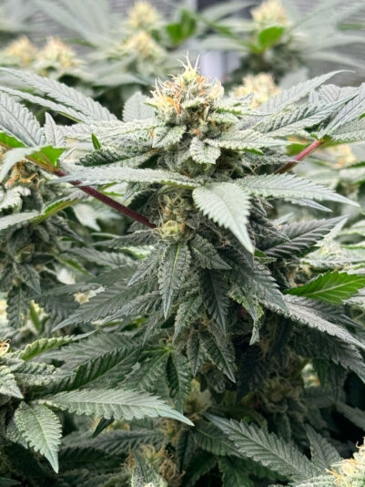 E7AA8C18-4101-47E6-BB4A-3A359CDE6F08