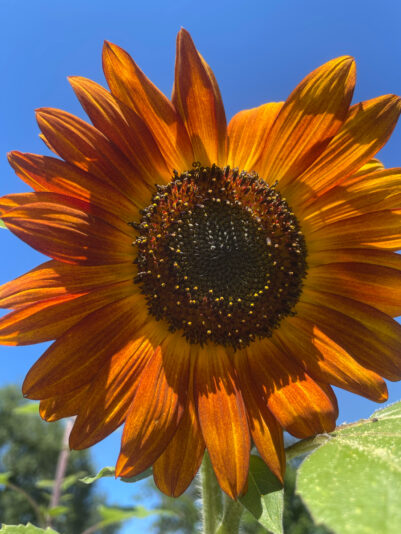 2D363D1C-65B0-4DD0-9522-DC8E5989FE6C