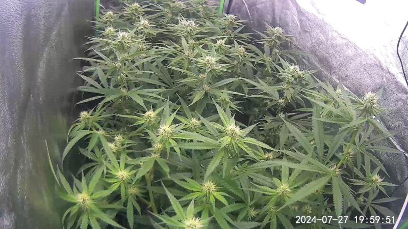 0655cef8-8b14-42dd-b0a7-956ee7b98f15