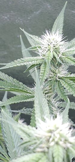 128a7338-e31d-47bc-a482-a52edf2d02aa