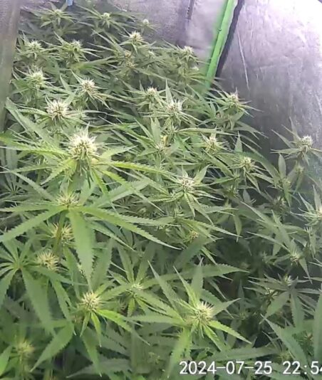 9cc67153-c136-4670-b44a-e82d78f86342