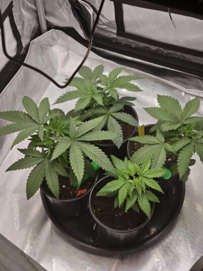 93a16108-6069-4c3a-a418-a47541d91884