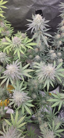 b9d6bb95-b2b1-4e2f-b99d-4b9284aac6c3