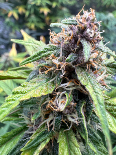 033D638B-6AD9-482B-A70B-612E125ED228