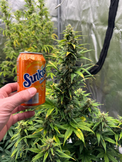 2F9060BE-56DA-413F-9827-CE842191848F