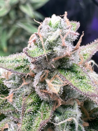 43875202-0114-4365-A60D-D5371D5AEA0D