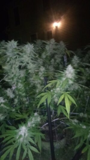 0982e527-8382-4ea1-8701-723e5fcfd99b