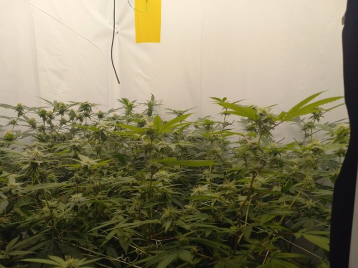 db5052f4-c080-4644-a12f-70d8a9958924