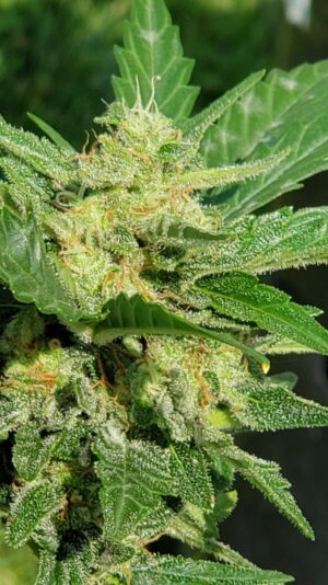 1708b7df-23a3-4ee3-9d32-d18aba15de55