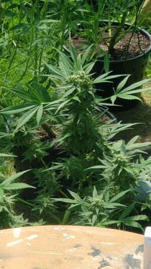 b6177dbf-2359-49ad-bb20-76bafe6350c8