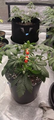 8c8ad608-c70f-4d81-b070-476e6db79607