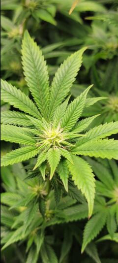 31625d05-fae1-4772-9286-890b55a94442