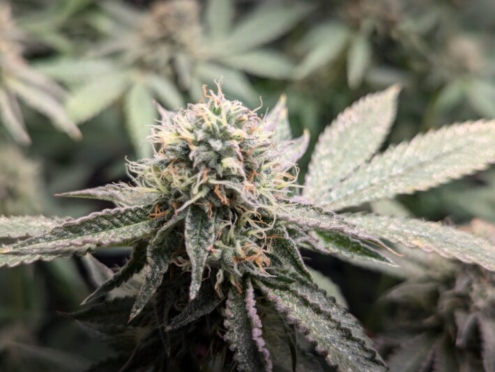 106edbac-bfc3-49bf-b516-c776dfd6f58f