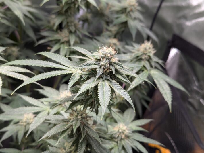 589d839a-799c-49b6-9468-8bb7128bb965