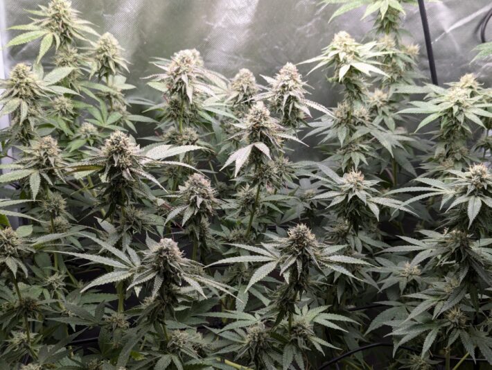 c22d72af-4c1d-4933-8461-aaa49f2e9011