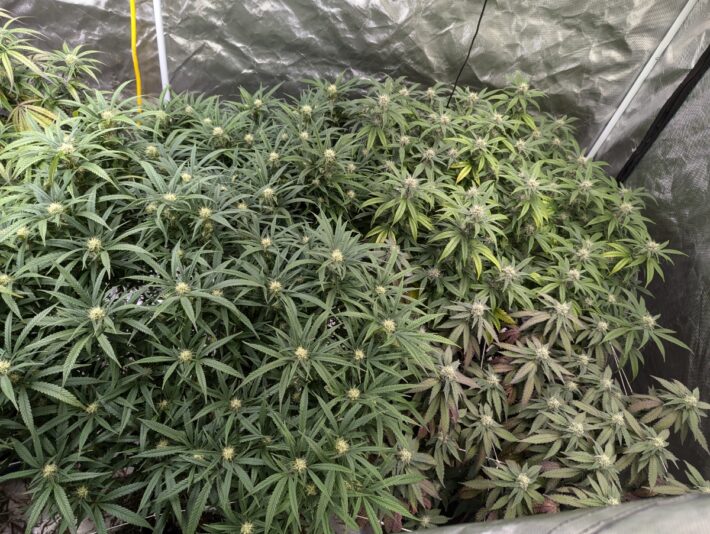 ea9b41e4-fb01-4fd2-9c5d-e413cba6e14f