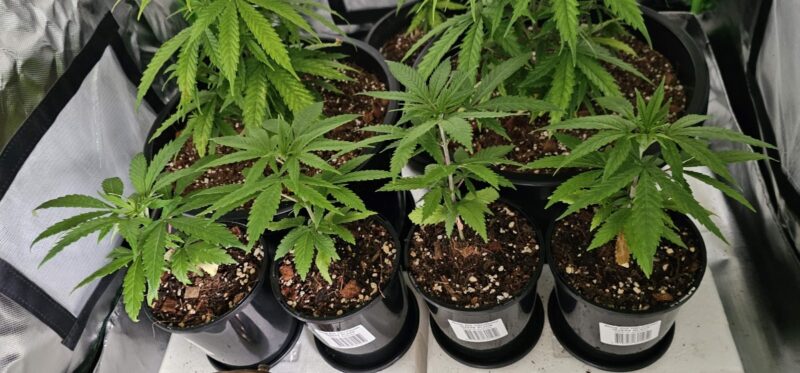 b1b2a3ce-516c-420e-b4a8-43fbbdc3efcc