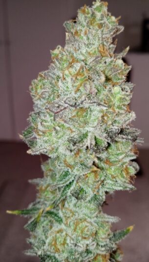 d555a8c5-3134-484b-a3f5-378afe00d97a