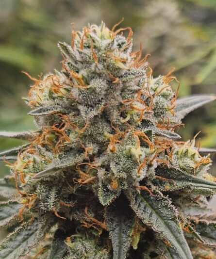 62d560ef-bd6a-471d-8aea-435cf91b72bf