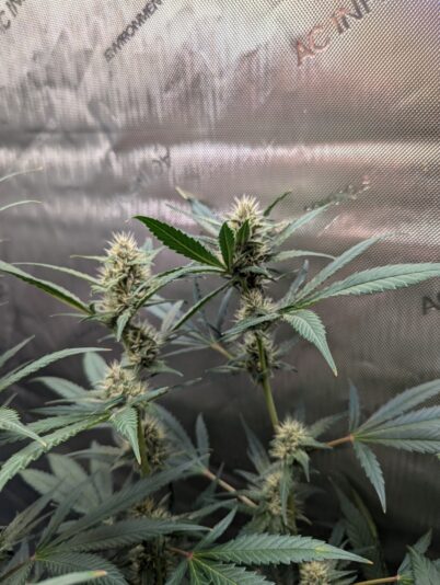 3a3643e8-db35-4180-8543-878e5bf1e3c4