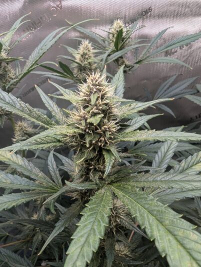 b9df6444-18d8-4432-9b5b-02c39e56dd9e