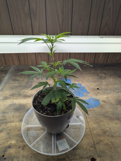 a3c27398-c7d9-4f08-b738-6ae883d4c57b