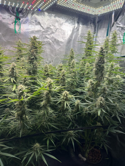 85F6E20F-0AF3-4A2D-AB6A-E232BAA70772