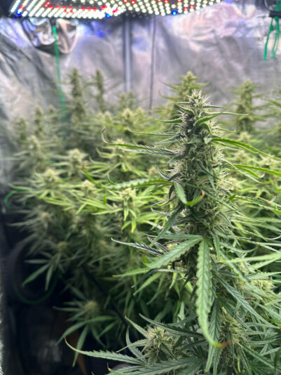 B7A302F4-94E3-4D42-8F91-27FCDA9A5C69