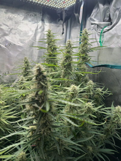 B91135A9-7465-4BA1-A4D9-95694562518F