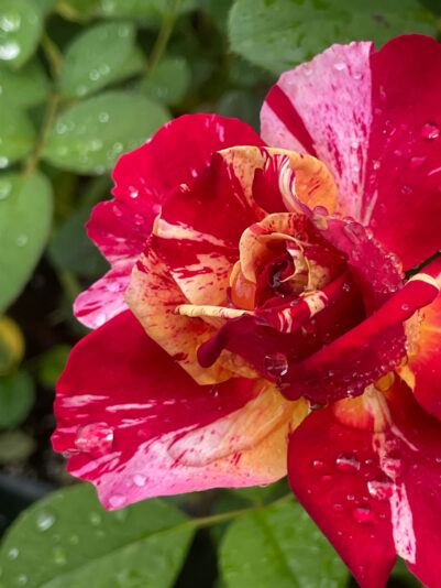 A2DA9F61-DB50-4BD2-B9C9-BCA4C5759367