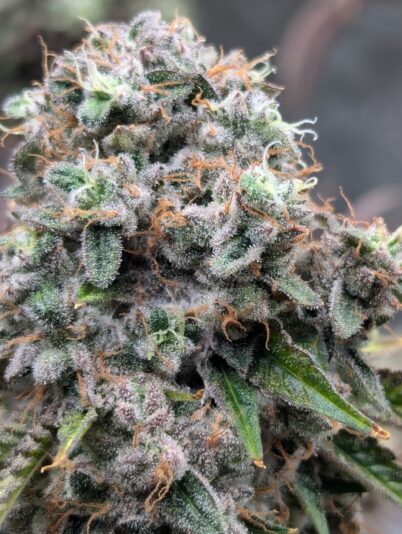 3b4ef7c6-7c00-4350-ab07-04fcd493014c