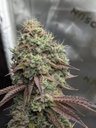 3e0b0e41-ccf1-4a2f-ba51-85ce3be4512e