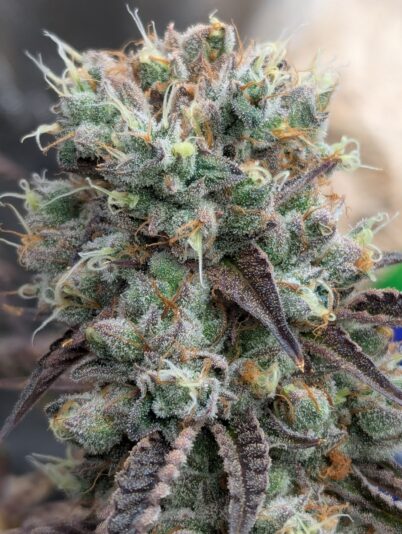 aa5932d5-af63-4900-8330-a5cbb741baf2