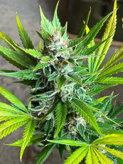 D296F276-DAB1-4BC5-895B-A33CD87470D2