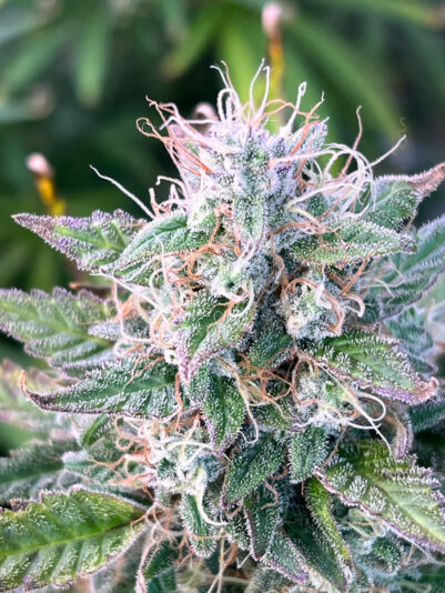 DE4F3B00-813A-4F17-821C-67FE9D145BB7