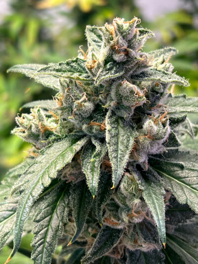 AAE0D841-E84E-4B46-B3C8-B4A54E9DF873