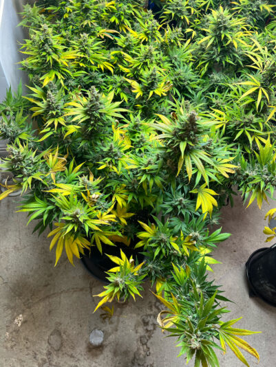 C90CEDDD-A035-4A8B-90F6-7FF25F90A638