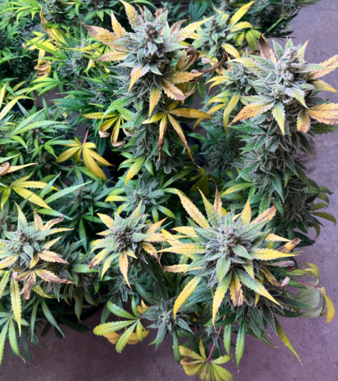 EEA5A7B2-9579-4E49-86DB-746011D60EC4