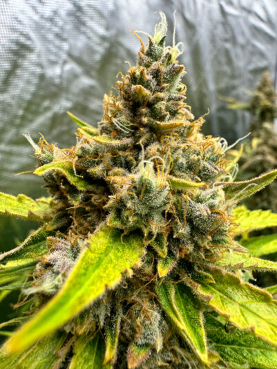 FAEAD6DB-133A-4E5E-BC46-A103C5783520