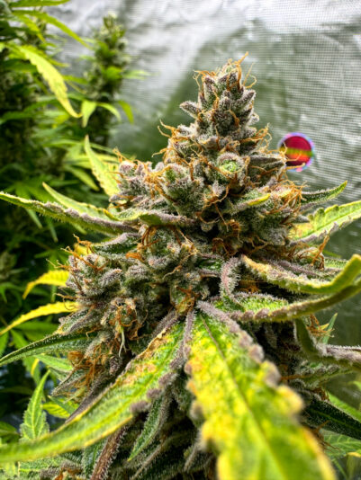 83EE3915-EB08-4A1C-9738-2960EC448983