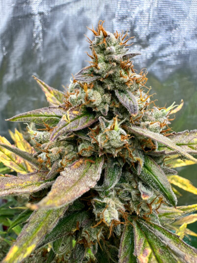 735975B2-AB3B-4610-A61C-6117DE20EE80