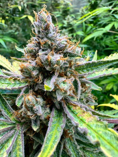 E1A550F9-AA8A-4AAA-8C70-AAF808C87DDB