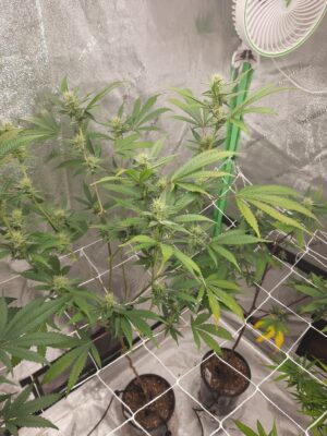 471a3375-76c7-4d95-96d3-529c5b56d936